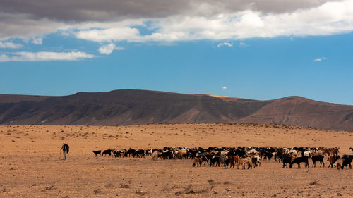 Flock of sheep on field against sky