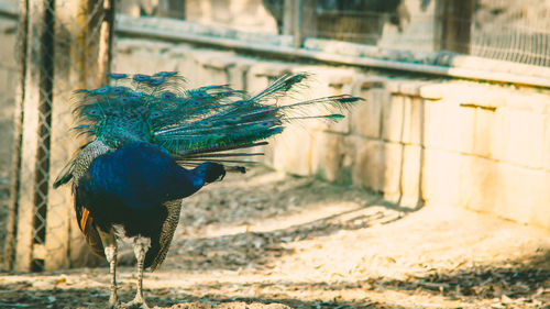 Close-up of a peacock