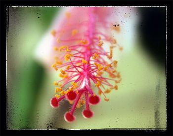 Close-up of flowers