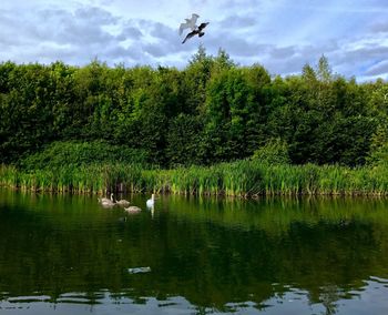 Swan swimming in lake against trees