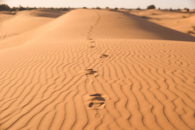 Morocco hassilabied merzouga sahara desert sand dune footprints.