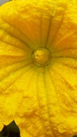 Full frame shot of yellow flowering plant