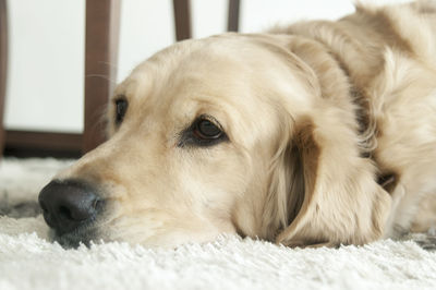 Close-up of golden retriever resting on rug