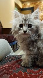 Close-up portrait of kitten