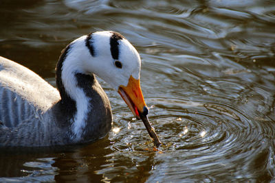 Close-up of duck swimming in lake