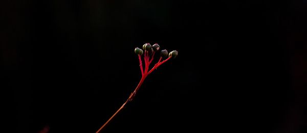 Close-up of red rose against black background