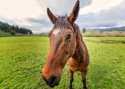 Close-up of horse on field against sky