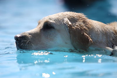 High angle view of dog swimming in pool