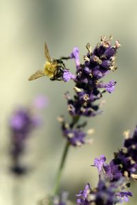 Close-up of bee pollinating on purple flower