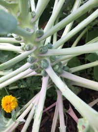 Close-up of flower plants