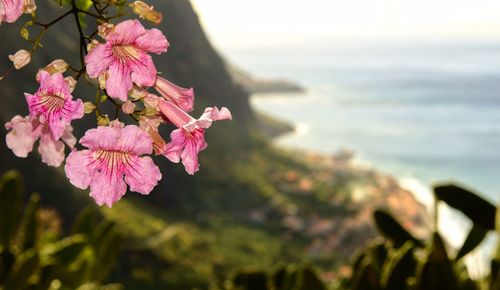 Close-up of pink flowers blooming outdoors