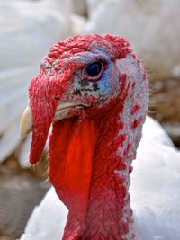 Close-up of a turkey