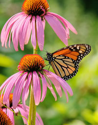 Close-up of butterfly pollinating on pink flower