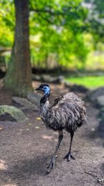 Side view of a bird on field