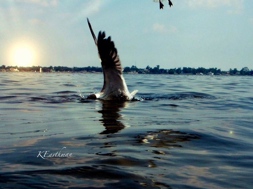 water, waterfront, mid-air, sea, sky, flying, spread wings, jumping, bird, animal themes, motion, one person, animals in the wild, rippled, wildlife, cloud - sky, freedom, outdoors, nature, full length