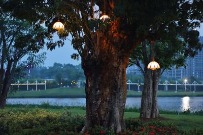 Trees in park at dusk