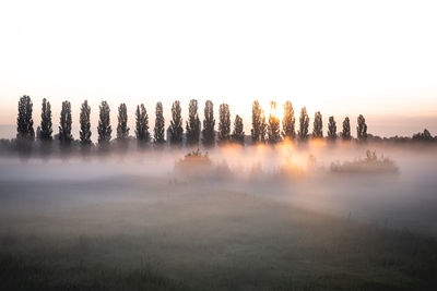 Panoramic shot of trees on field against sky