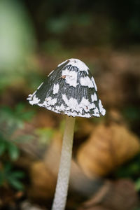 Close-up of mushroom growing on field