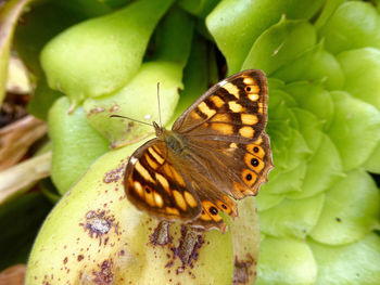 Close-up of butterfly on flower