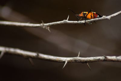 Close-up of insect