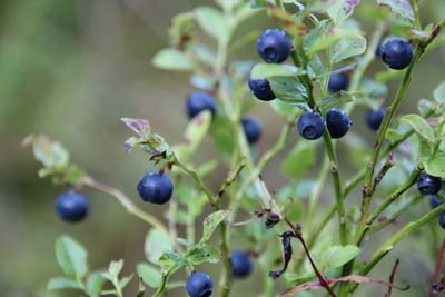 Close-up of berries growing on plant