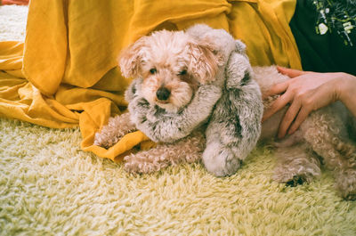 Low angle view of puppy relaxing on hand