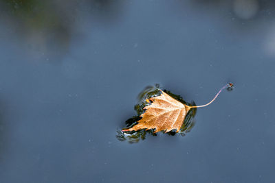 High angle view of a floating leaf