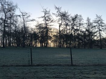 Bare trees on field against sky during winter