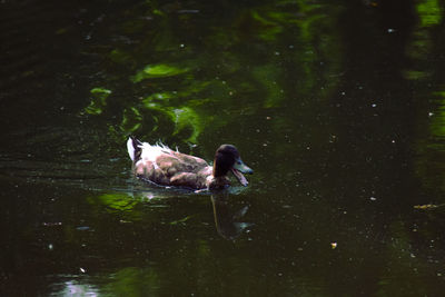 High angle view of duck swimming in lake