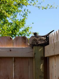 Low angle view of bird perching on wooden fence