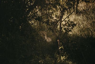 Trees in forest at night