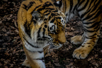 Close-up of tiger