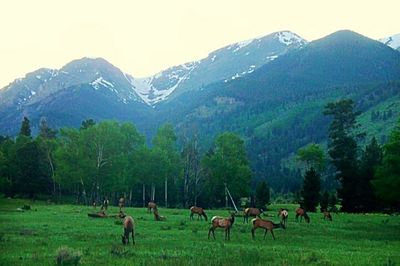 Cows grazing on grassy field