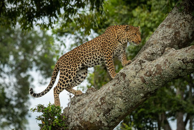 Low angle view of cat on tree