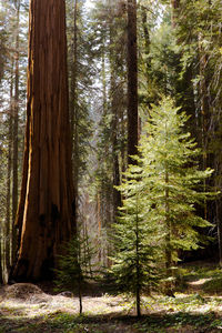 Pine trees in forest