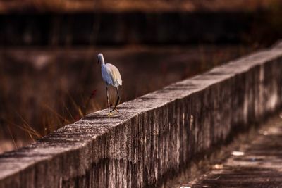 Seagull perching on railing against wall