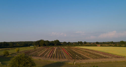 Scenic view of agricultural field against sky