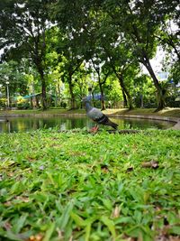 Bird perching on a lake