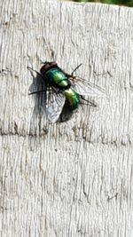 High angle view of insect on wood