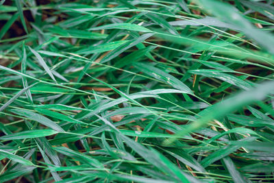 Full frame shot of grass growing on field