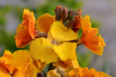 Close-up of yellow flowering plant