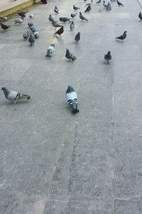 High angle view of cars on ground