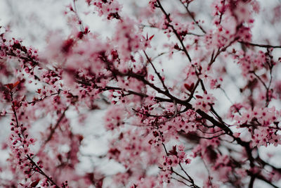 Low angle view of cherry blossoms in spring