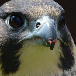 Close-up of falcon eating