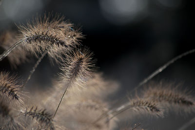 Ornamental grass enlightened by the sun