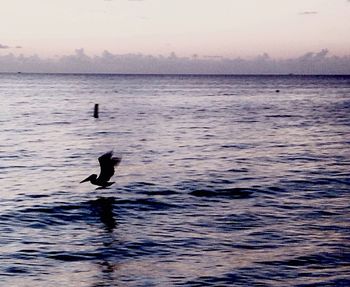 View of birds in water