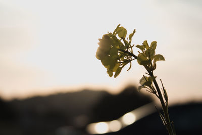 Close-up of plant against sky