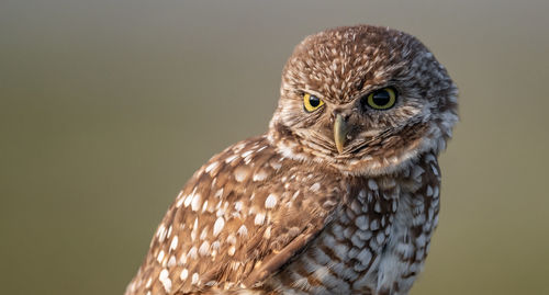 Close-up portrait of owl perching outdoors