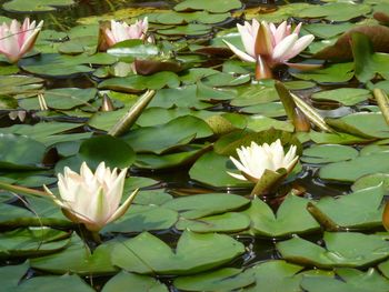 Close-up of water lily blooming on plant