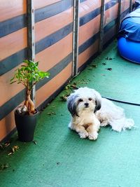 High angle view of dog relaxing on potted plant